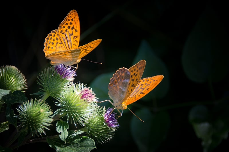 Butterfly Repair